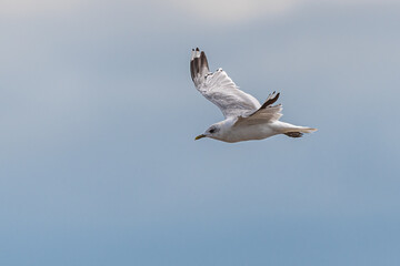Obraz premium Seagull in Flight over the Wadden Sea, Germany