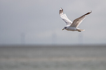 Fototapeta na wymiar Seagull in Flight over the Wadden Sea, Germany