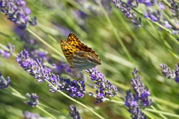 Silver-washed Fritillary butterfly (Argynnis paphia) sitting on lavender in Zurich, Switzerland