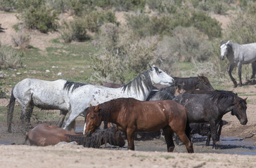 Fototapeta premium Wild Horses at a Waterhole in the Utah Desert