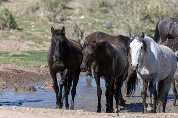 Wild Horses at a Waterhole in the Utah Desert
