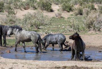 Obraz premium Wild Horses at a Waterhole in the Utah Desert