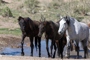 Obraz na płótnie Canvas Wild Horses at a Waterhole in the Utah Desert