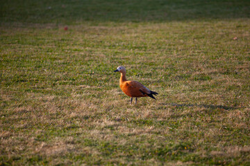 red duck ogar sits on the green grass in autumn in the park - obrazy, fototapety, plakaty