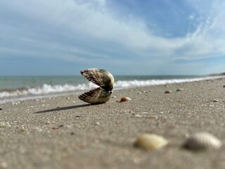 seashell on the beach