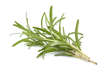 Rosemary fresh isolated on white background. Spice closeup.