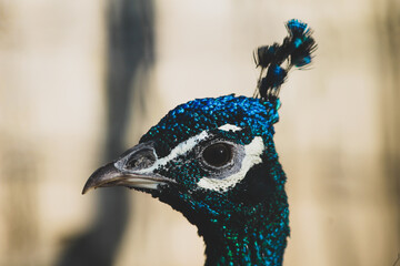peacock
