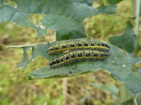 chenille du chou
