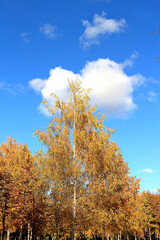 Fototapeta premium exotic sketches of autumn nature in the Kiev Botanical Garden