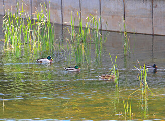 wild ducks feel great in the pond of the city park