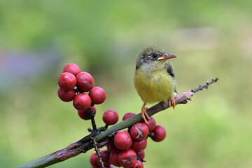 Young olive backed sunbird waiting to be fed