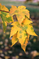 exotic sketches of autumn nature in the Kiev Botanical Garden