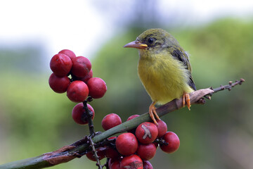 Young olive backed sunbird waiting to be fed