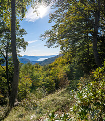 Fototapeta na wymiar Wald mit Sicht auf den Lago Maggiore