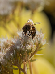 Makro Biene auf Blüte