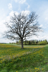 Fototapeta na wymiar lonely tree in dandelion field