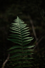 fern in dark forest