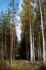 pines and birch