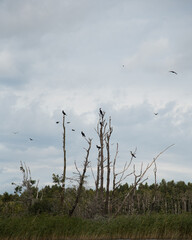 birds flying to dry trees