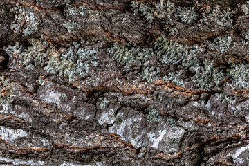 background or texture in the form of uneven tree bark