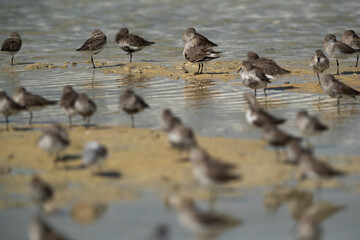 Selective focus on the back, Dunlins resting at Busaiteen coast, Bahrain