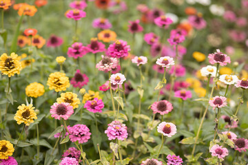 Obraz na płótnie Canvas Flowers growing in a flower farm