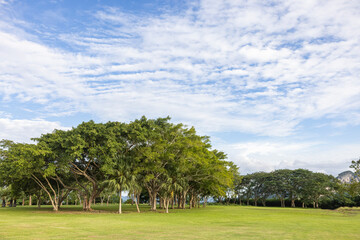 Beautiful fertile forest countryside of thailand. Sunny afternoon. Tree, sky and rolling hills....
