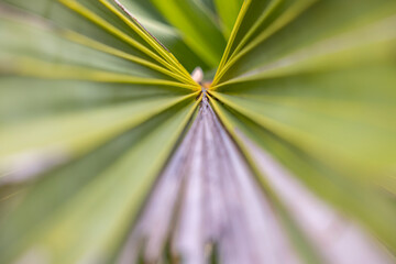 perspective image, green palm leaf with lines pattern of texture