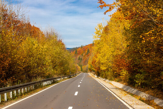 a landscape with a road through the yellowed forest