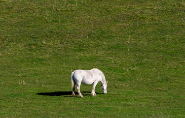 Fototapeta premium a white horse grazing on a field