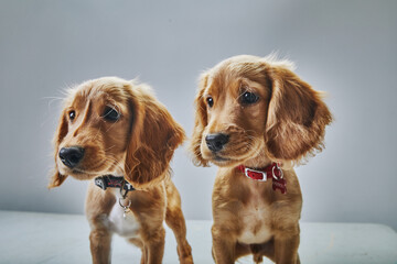 Cute English cocker spaniels with collars isolated on a gray background - obrazy, fototapety, plakaty