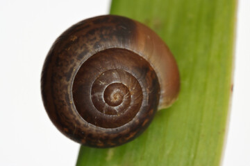 Snail macro photography