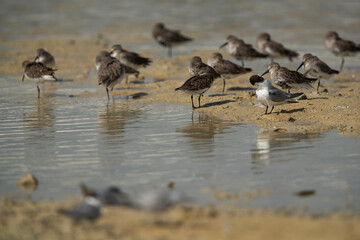 Dunlins at Busaiteen coast in the morning hours, Bahrain