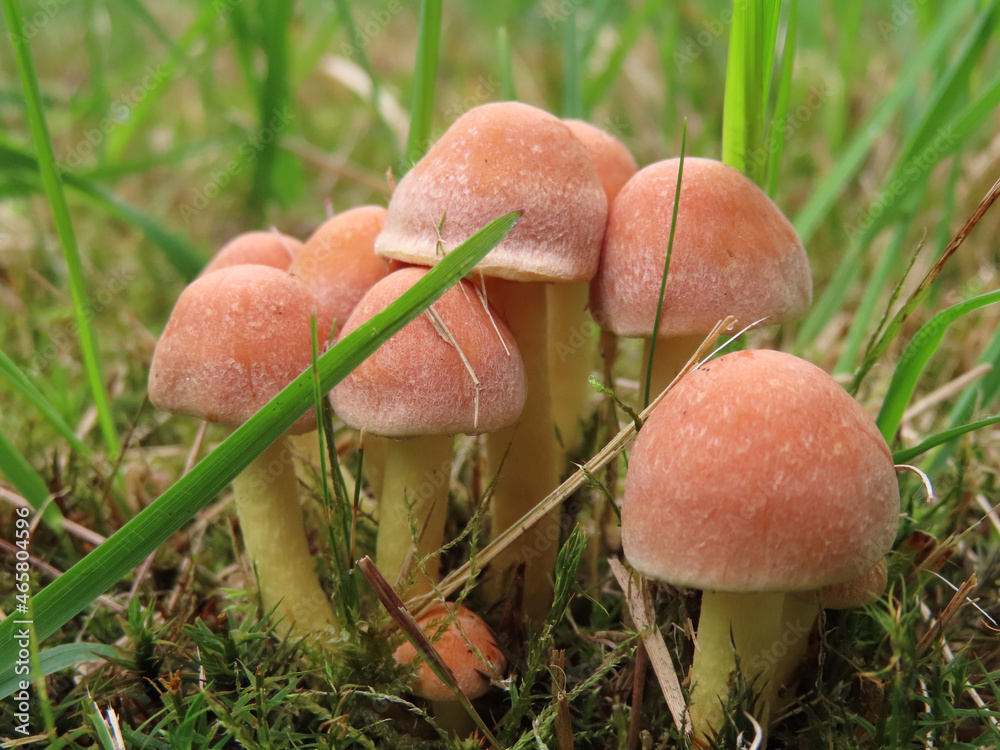 Poster Closeup shot of mushrooms growing in a forest