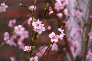 Flor de cerezos rosadas