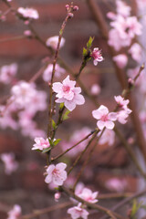 Flor de cerezos rosadas