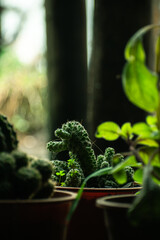Jardín de cactus en macetas pequeñas con lluvia