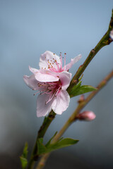 Flor de cerezos rosadas