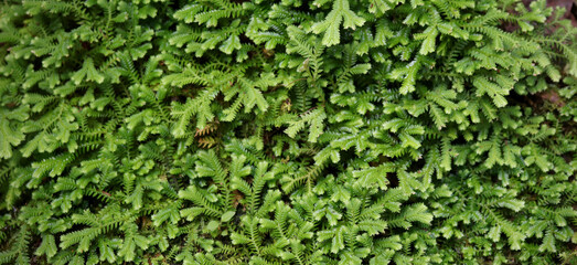 Fototapeta na wymiar Beautiful green moss on the floor. Beautiful background of moss for wallpaper