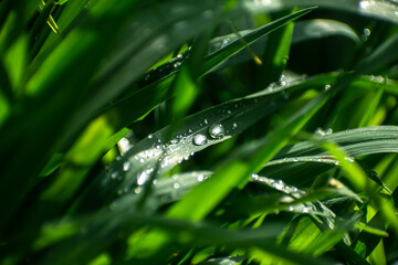 Pasto después de la lluvia con gotas de rocío