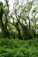 Panorama view of an enchanting green forest foliage and leafage with a beautiful sunlight, Pre Delta National Park