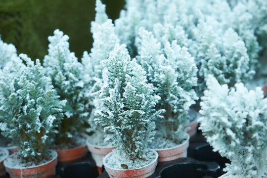 Chamaecyparis lawsoniana Ellwoodii cypress trees in small pots decorated with artificial snow on the shelve at garden shop in December. Horizontal. Selective focus.