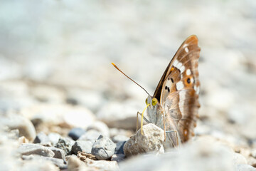 Lesser purple emperor butterfly (Apatura ilia) takes up minerals with rolled out tongue on stony ground.