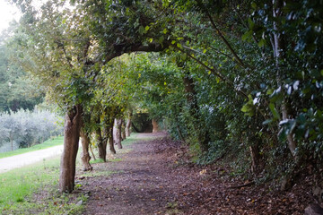 Vegetazione intorno all'eremo