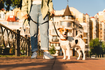 Cropped shot of female pet owner woman student walking running playing training with her dog jack russell terrier outdoors in park. Pet adoption concept.