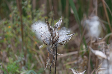 milkweed gone to seed