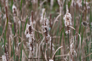 cattail or bulrush spikes gone to seed