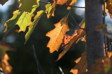 autumn oak leaves backlit by the sun