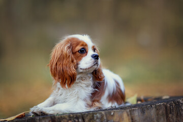 sad cavalier king charles spaniel dog sitting in autumn leaves. Cavalier King Charles Spaniel nine...