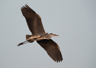 Grey Heron flying at Asker marsh, Bahrain